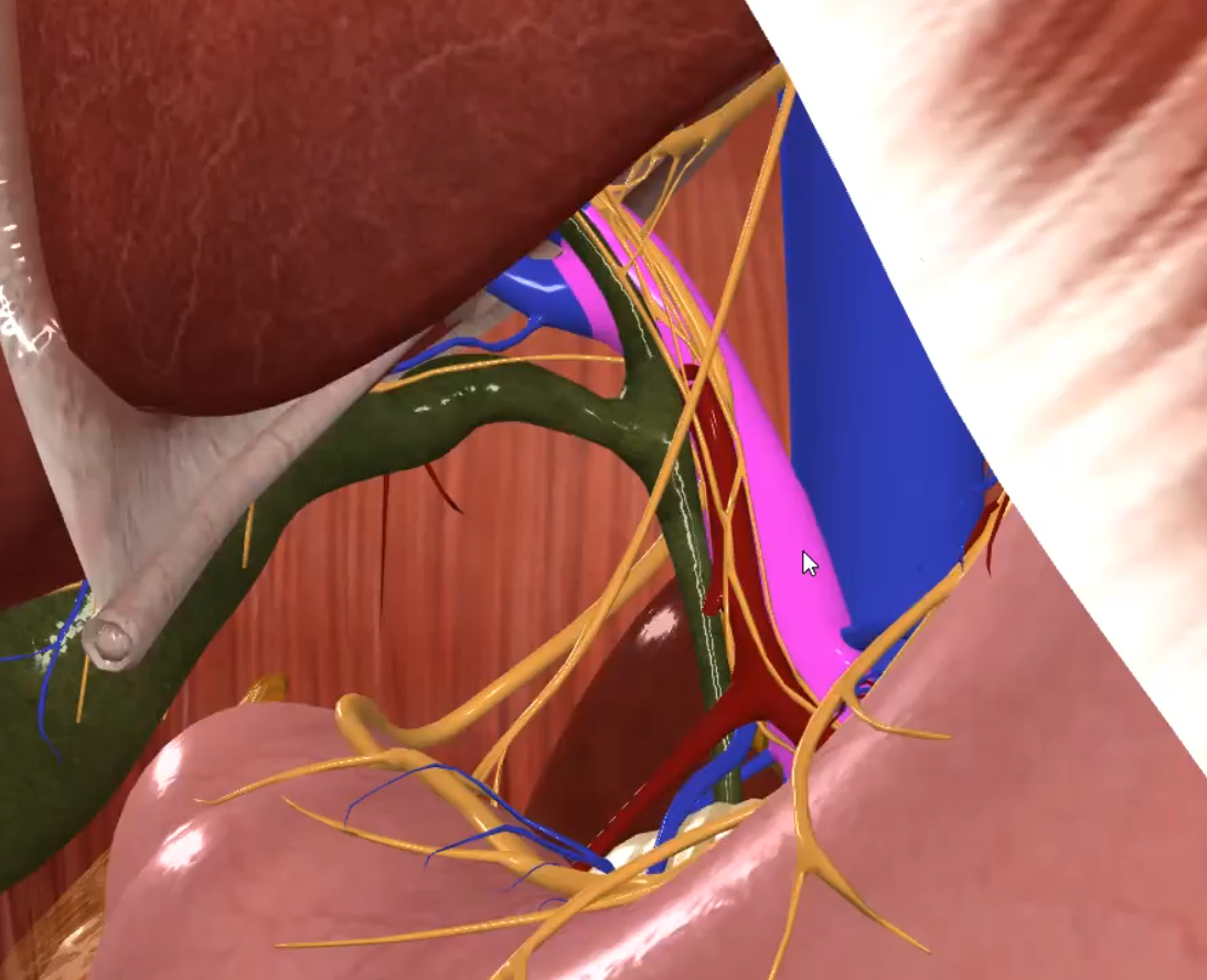 Hepatic Portal Vein