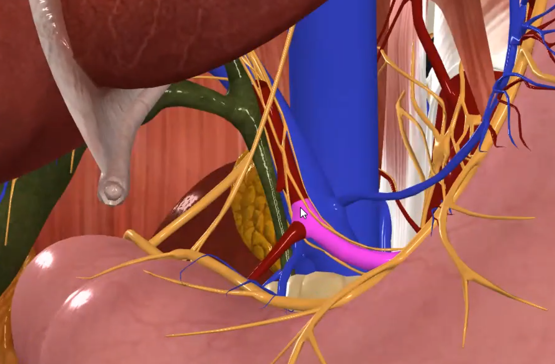 Common Hepatic Artery