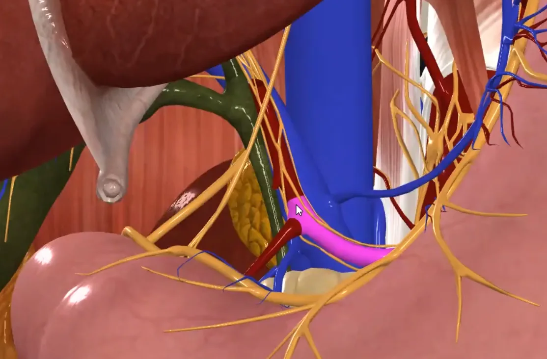 Common Hepatic Artery