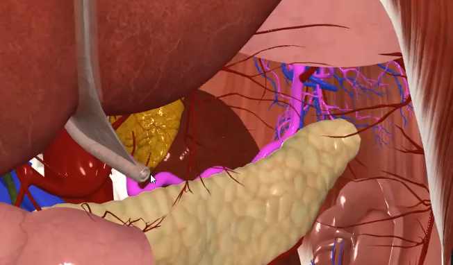 Splenic Artery