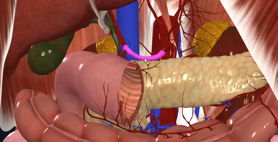 Common Hepatic Artery
