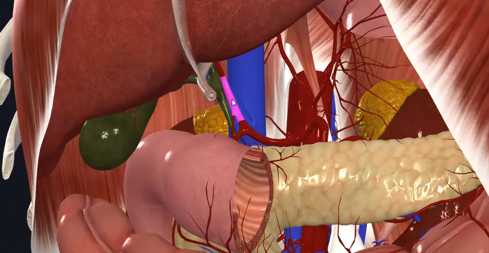 Proper Hepatic Artery