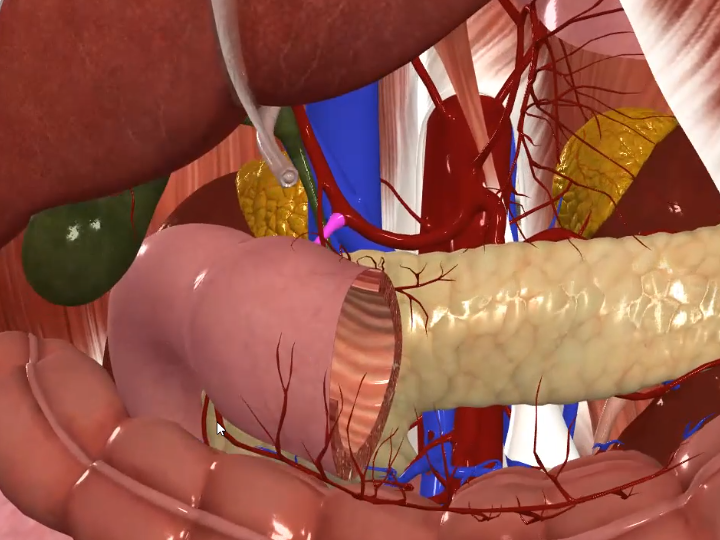 Gastroduodenal Artery