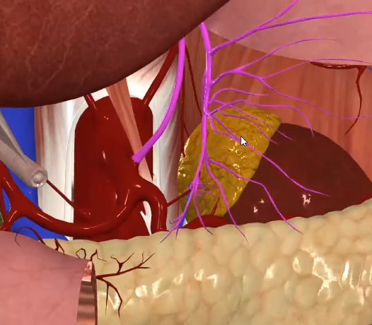 Left Gastric Artery