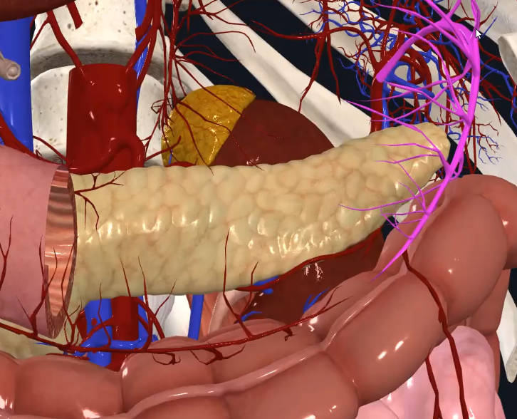 Left Gastro-omental Artery