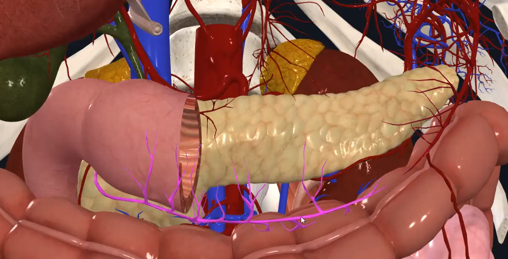 Right Gastro-omental Artery