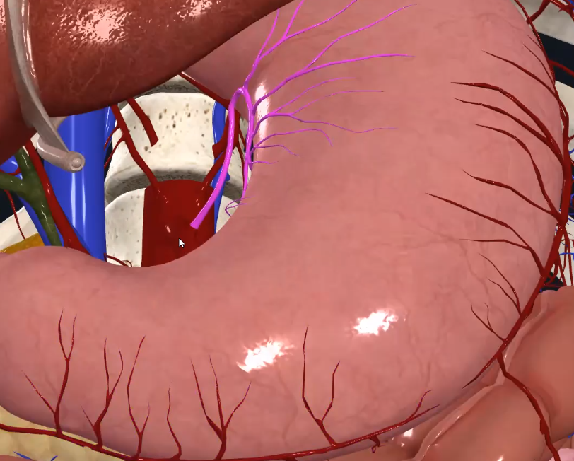 Left Gastric Artery