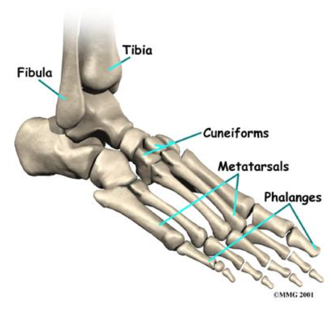 Tibia fibula