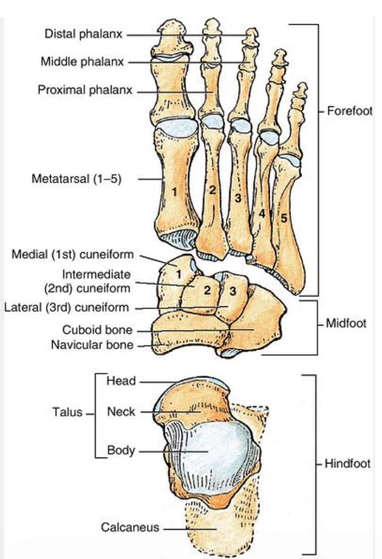 עצמות בכף הרגל