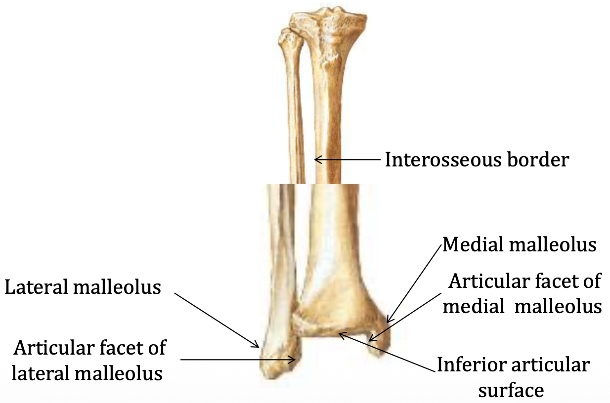 Tibia and Fibula