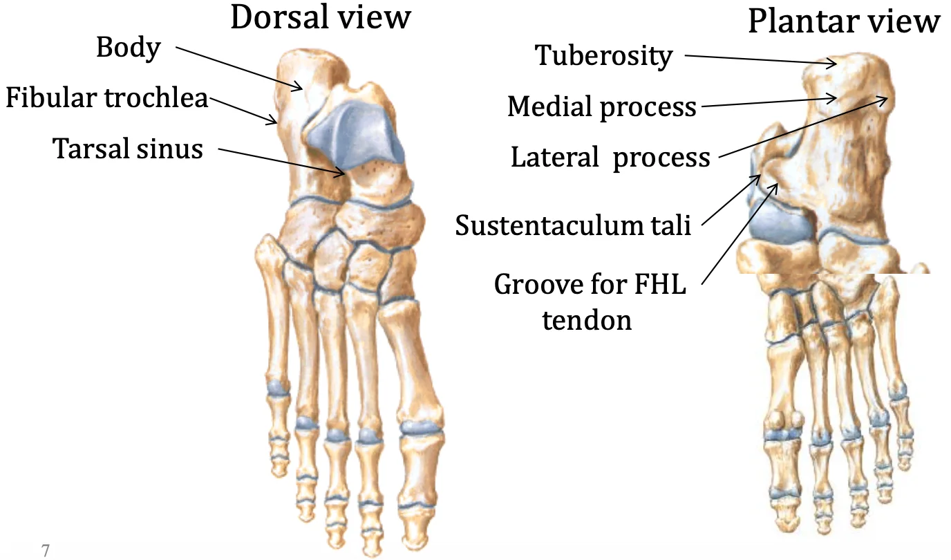 Calcaneus