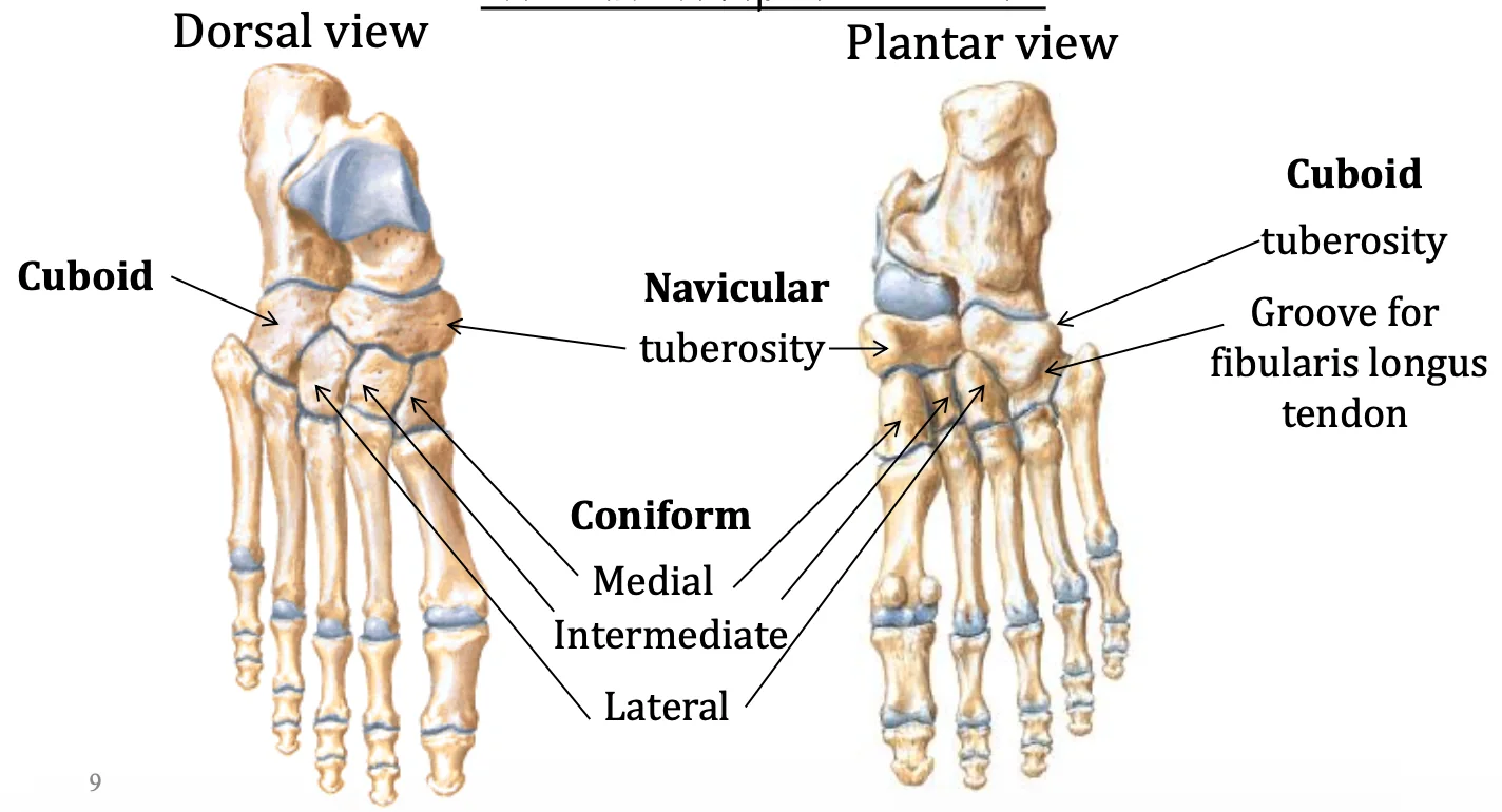 Navicular, Cuboid and Cuneiform