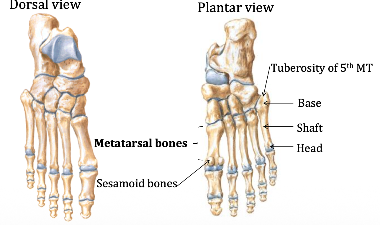 העצמות המטה־טרסליות