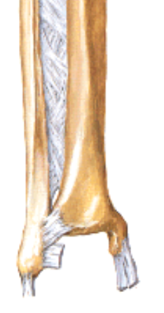 Distal tibiofibular joint