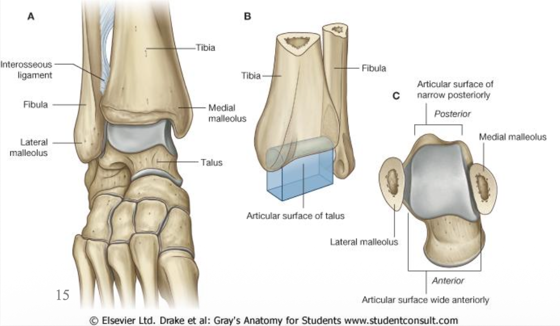 Talocrural joint