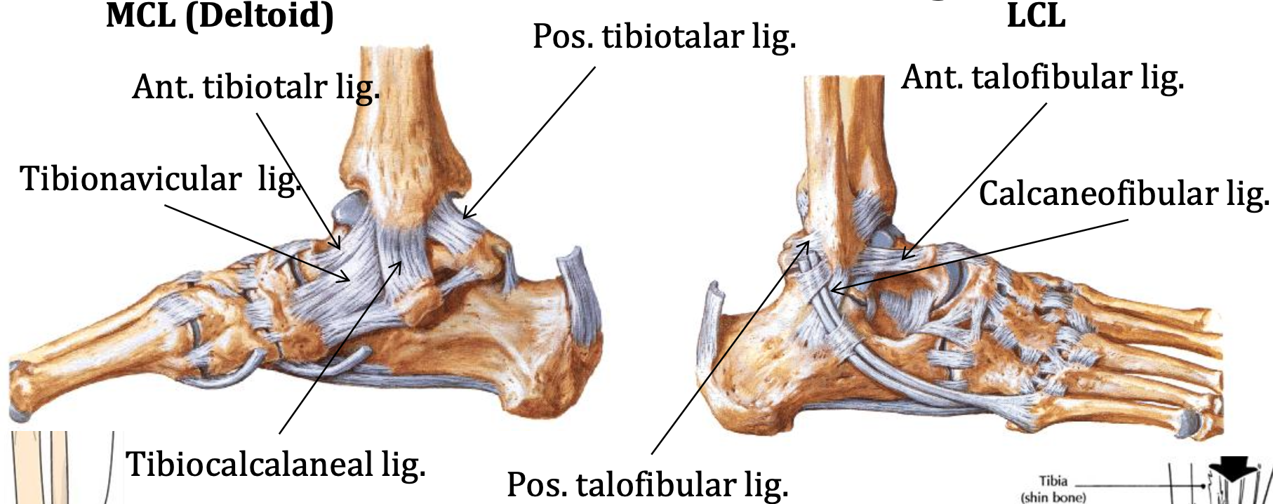 Media and lateral collateral lig.