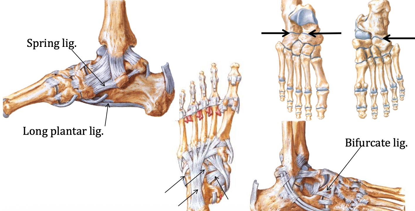 Transverse tarsal joint