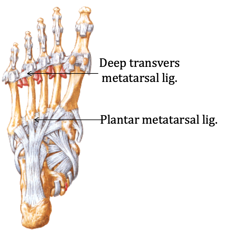 Interphalangeal joints