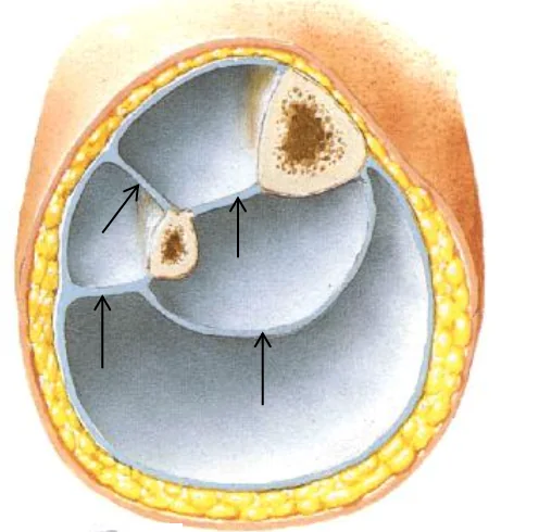 Crural Fascia