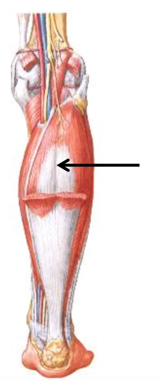 Soleus