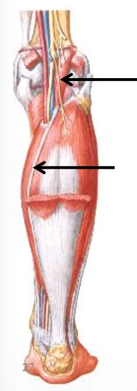Plantaris