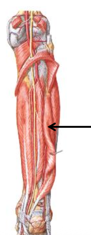 Flexor Hallucis Longus
