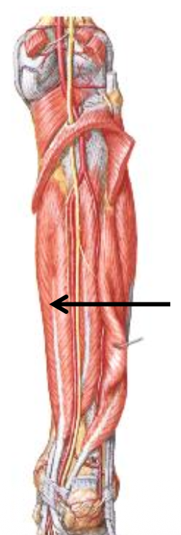 Flexor Digitorum Longus