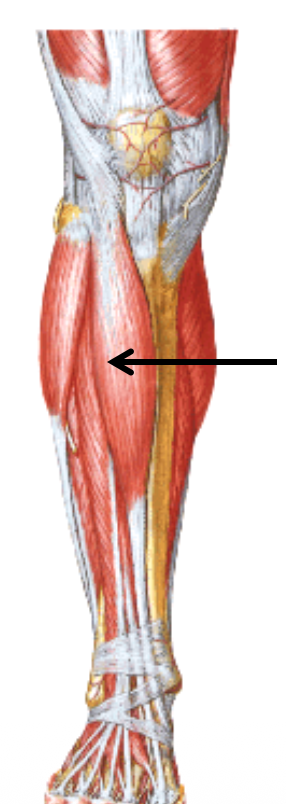 Tibialis Anterior