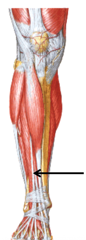 Extensor Hallucis longus