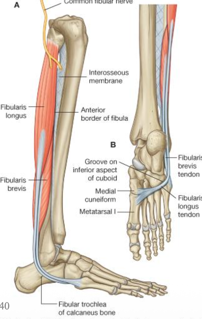 Fibularis Longus