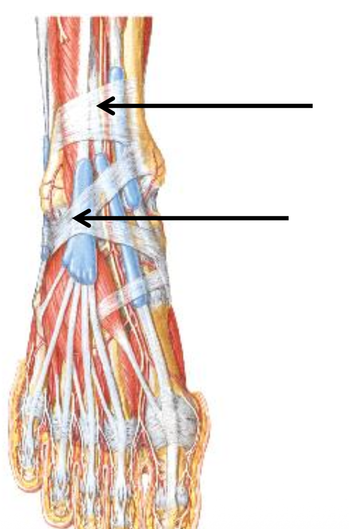 Sup. & inf. Extensor