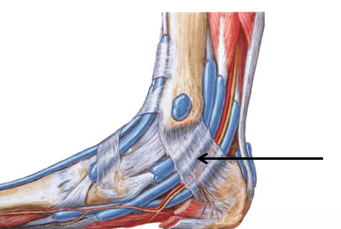 Flexor retinaculum