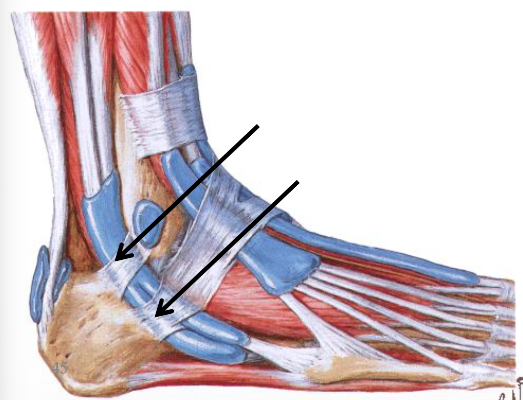 Superior and Inferior Peroneal Retinaculum