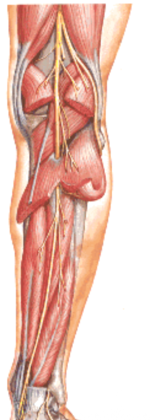 Tibial nerve