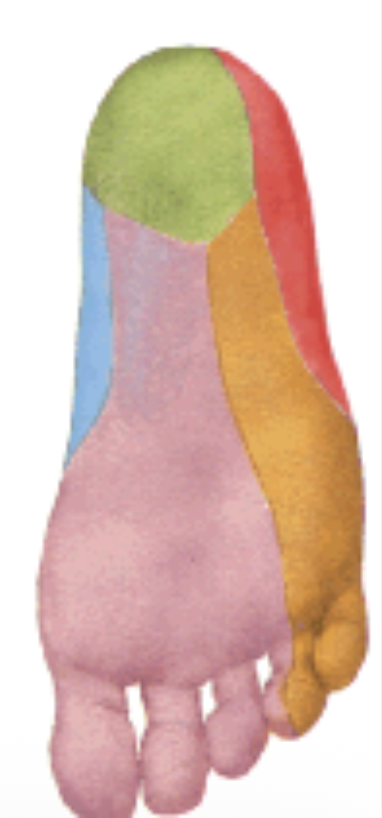 Medial and lateral plantar nerve