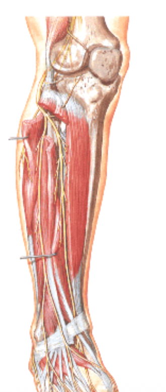 Common Fibular