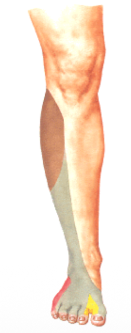 Superficial fibular nerve
