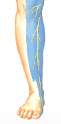 Saphenous nerve