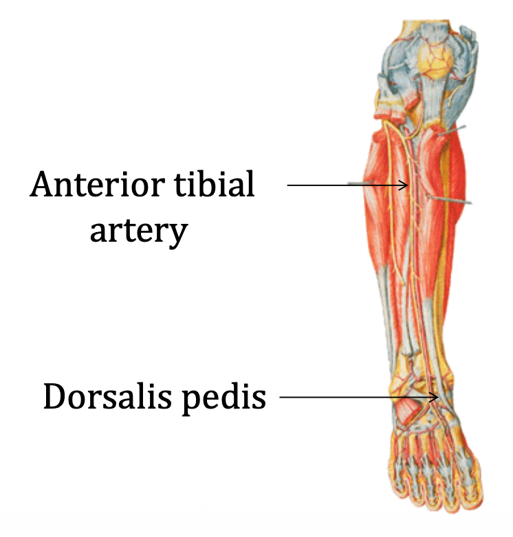 Anterior tibial artery