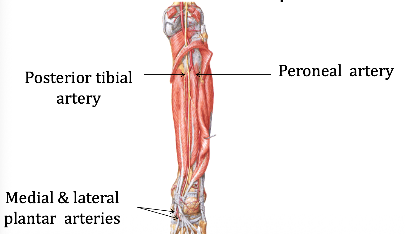 Posterior tibial artery
