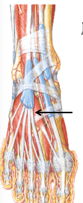 Extensor Hallucis brevis