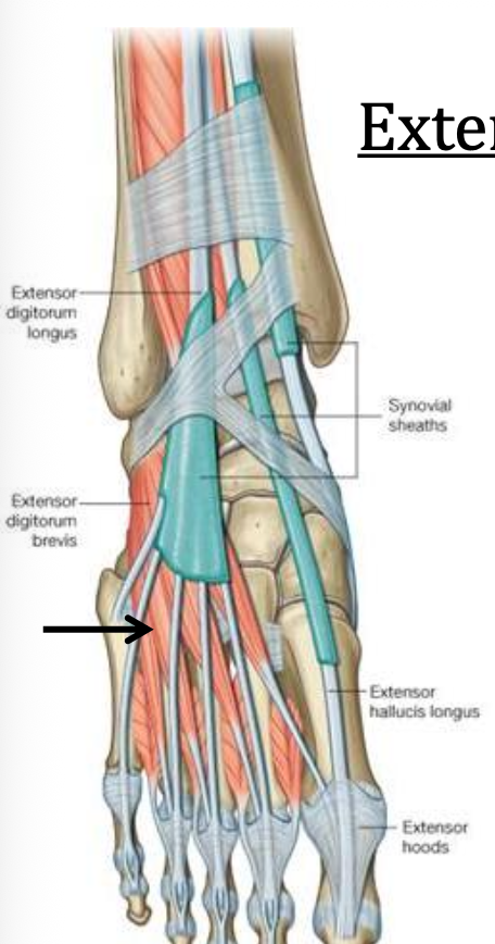 Extensor digitorum brevis