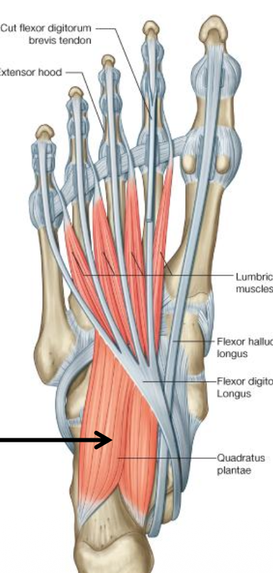 Quadratus plantar