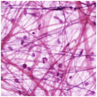 Loose connective tissue