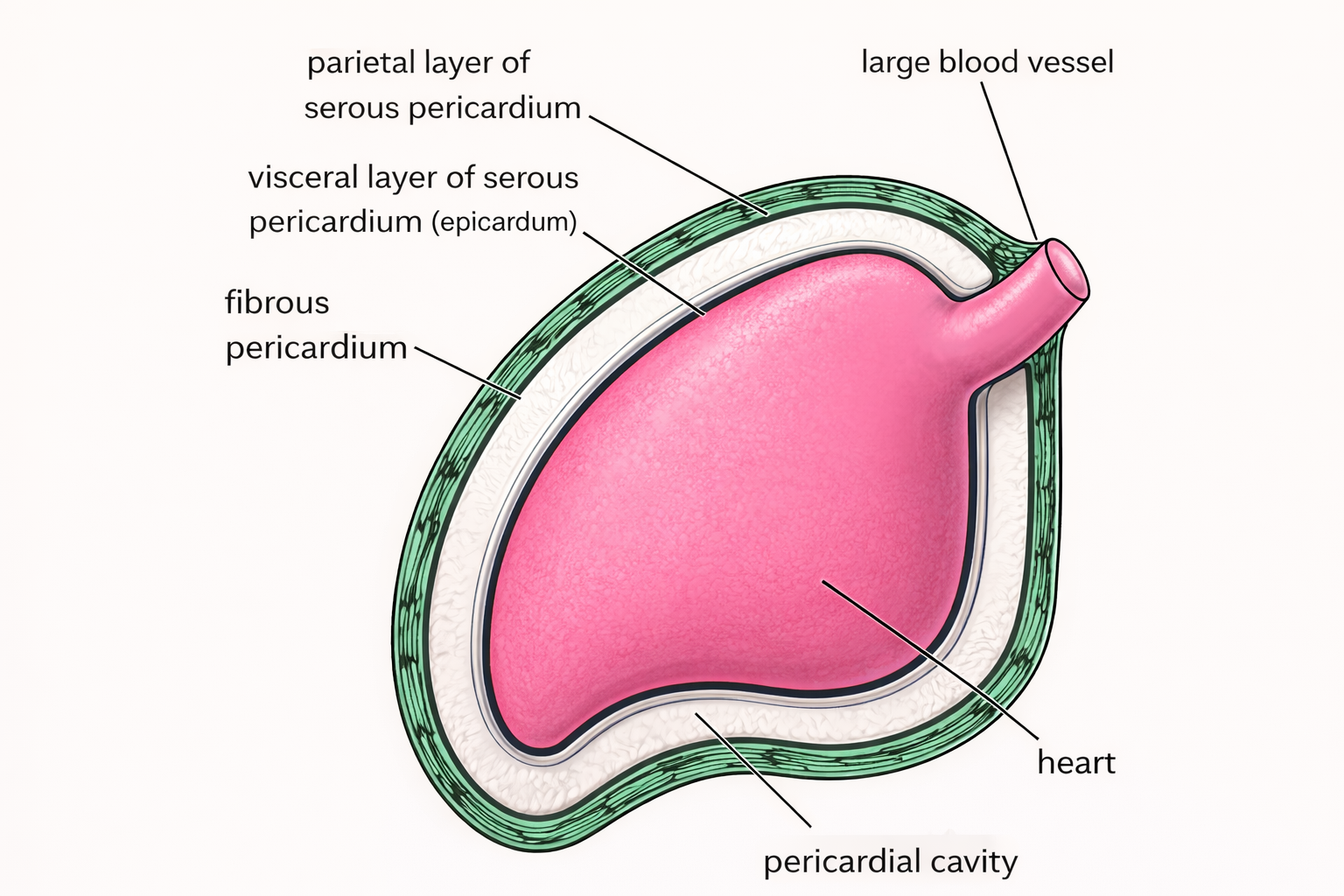 Pericardium
