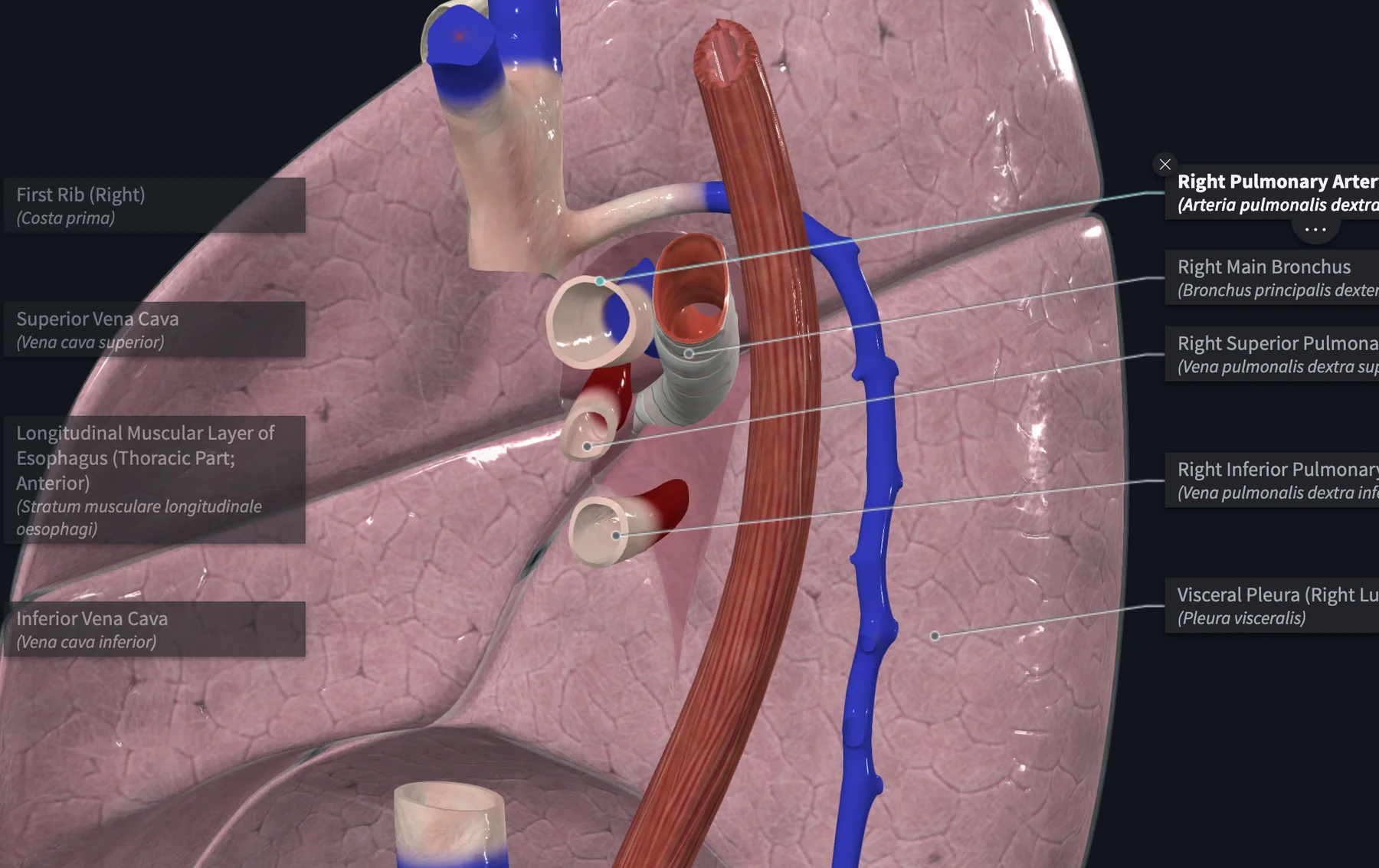 Right Lung