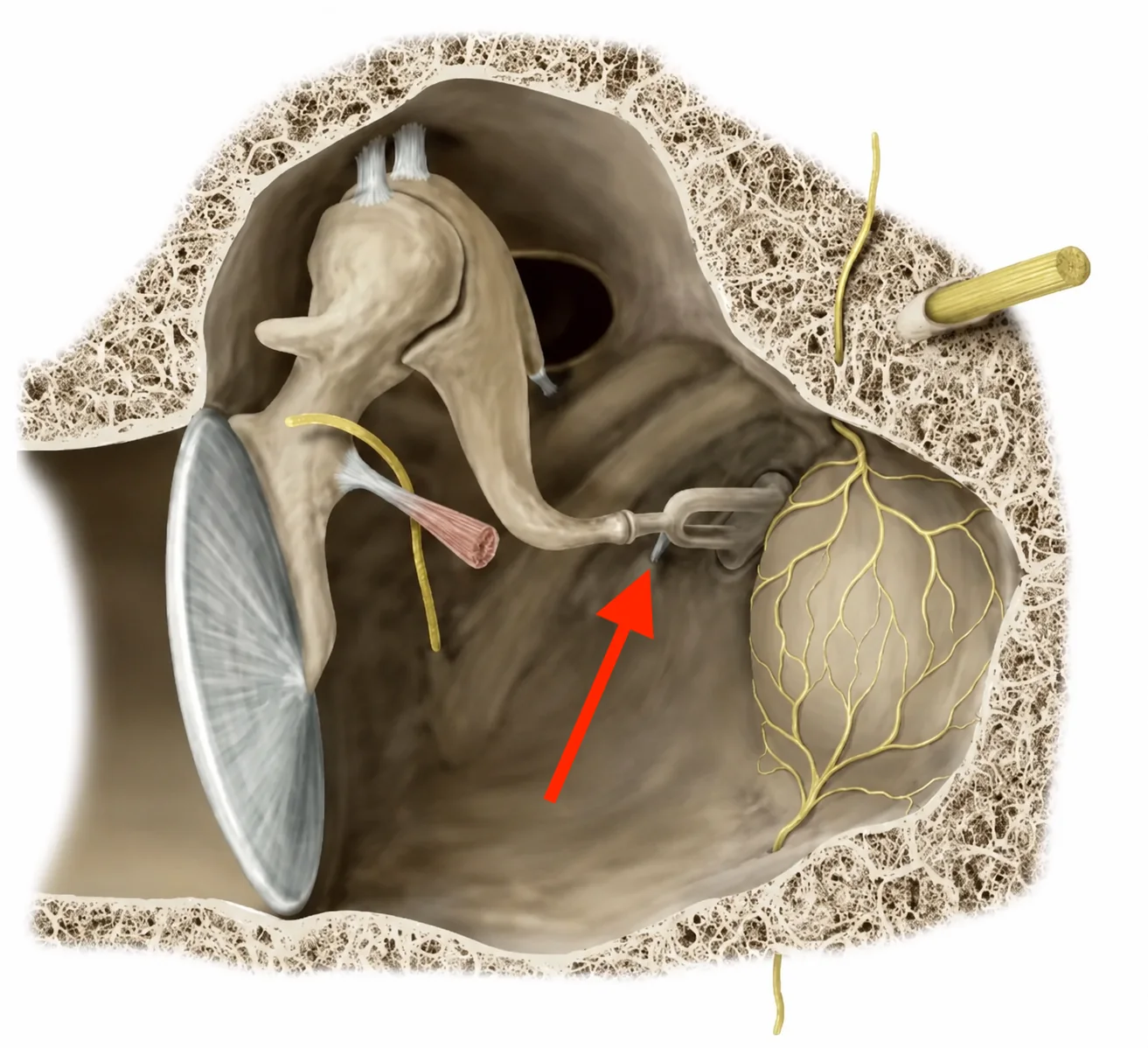 Stapedius muscle
