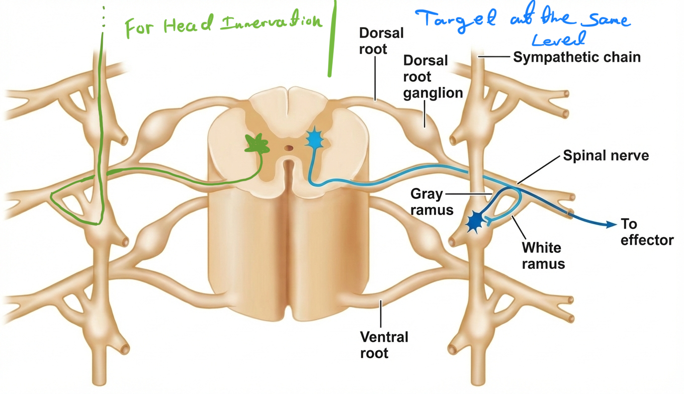 Head Innervation example