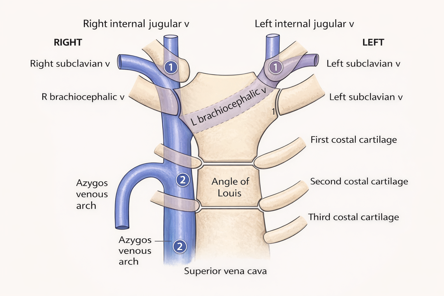 Thoracic Veins