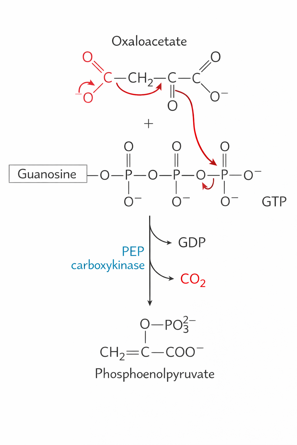 Biochemical pathway of oxaloacetate conversion